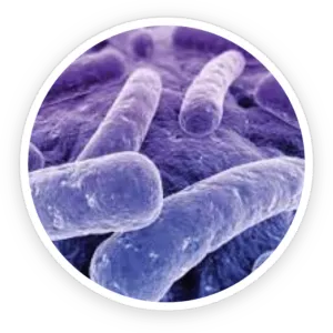 Prodentim Review